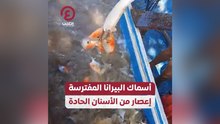 أسماك البيرانا المفترسة إعصار من الأسنان الحادة