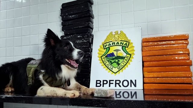 Cão farejador do BPFron localiza 24 kg de maconha em bagagem de ônibus na BR-277