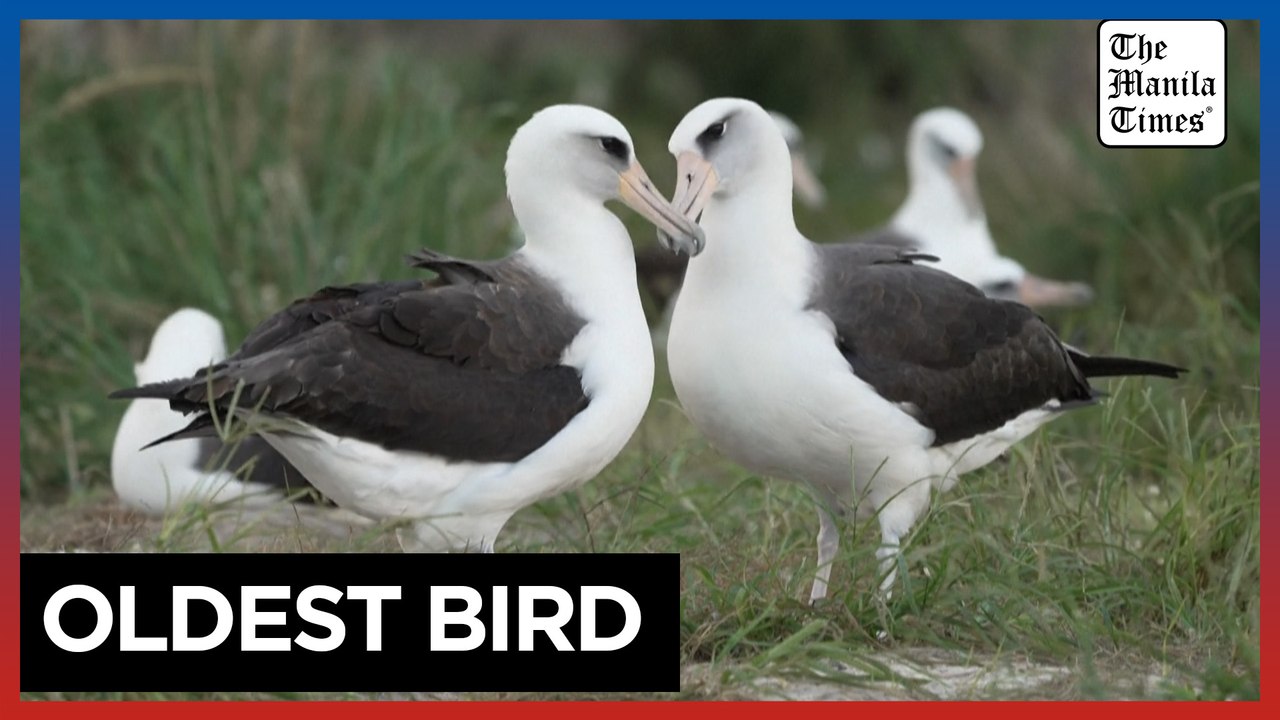 World's oldest known wild bird to be a mom again, aged 74