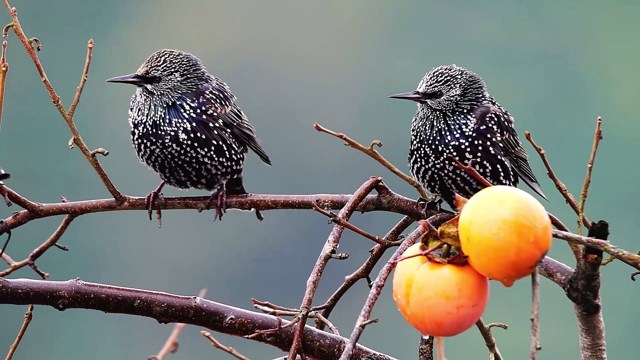 Beautiful Birds-6
