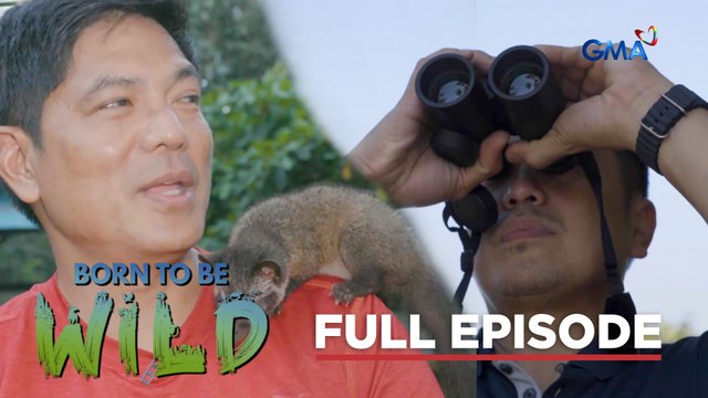 Rescued civet cat and food hunting birds in a human world (Full Episode) | Born to be Wild