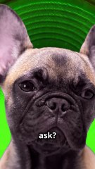 Why French Bulldogs Are Taking Over America !