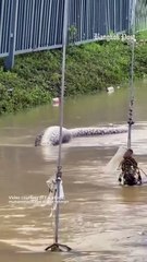 Un python géant vu en train de manger un chien