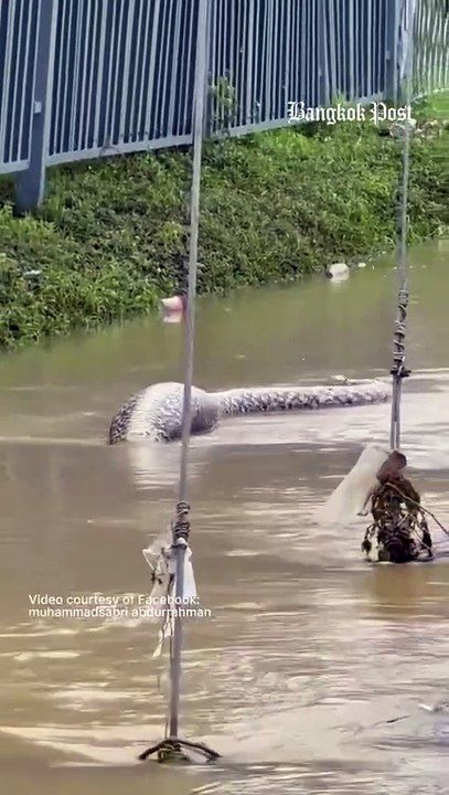 Un python géant vu en train de manger un chien