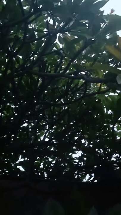 Suara Binatang
