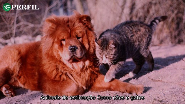 Como cuidar do peso do seu animal e evitar erros na dieta e saúde