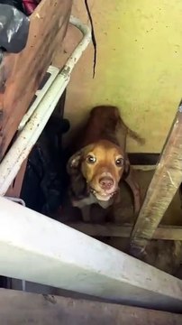 Cachorro é resgatado e tutor preso por maus-tratos em Petrópolis