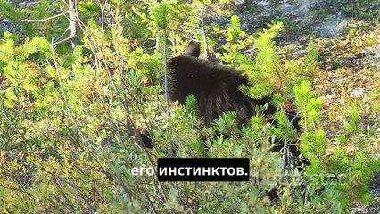 Симфония жизни