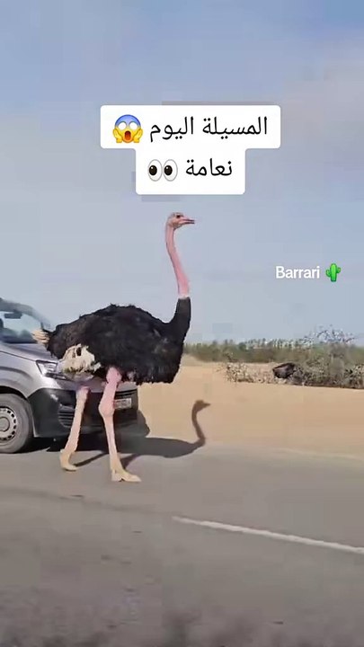 متداول....نعامة في طريق المسيلة