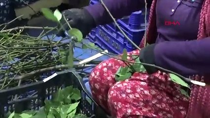 Ormandan toplayarak başladı şimdi tüm dünyaya satıyor!