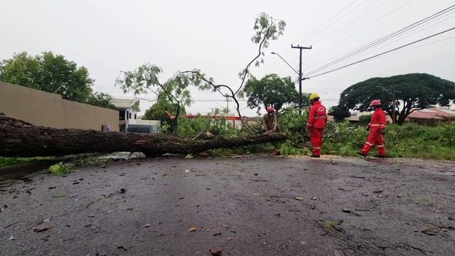 Temporal derruba árvore e bloqueia Rua Tarobá em Cascavel