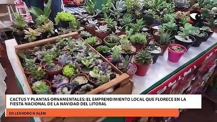 Cactus y plantas ornamentales: el emprendimiento local que florece en la Fiesta Nacional de la Navidad del Litoral