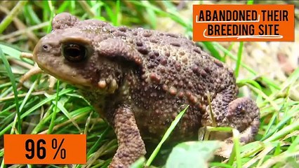 Why We Cant Predict Earthquakes