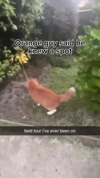 Funny animal videos funny pets, cute animals, funny animal videos, adorable pets, animal antics, heartwarming moments, pet compilation, cute kittens, playful puppies, funny cats, funny dogs, fluffy friends, baby animals, funniest animals 2024, pets of Ins