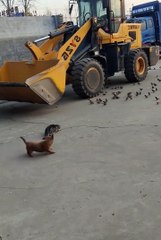 Cute animals | funniest animals #cutepets #animal #cuteanimals #funnyanimals #funny