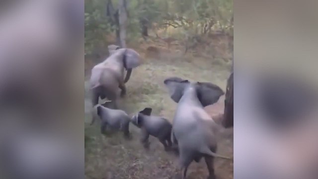 La impactante estrategia de estas 4 elefantas para defender a sus dos crías del ataque de un león