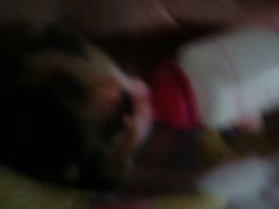 chatons