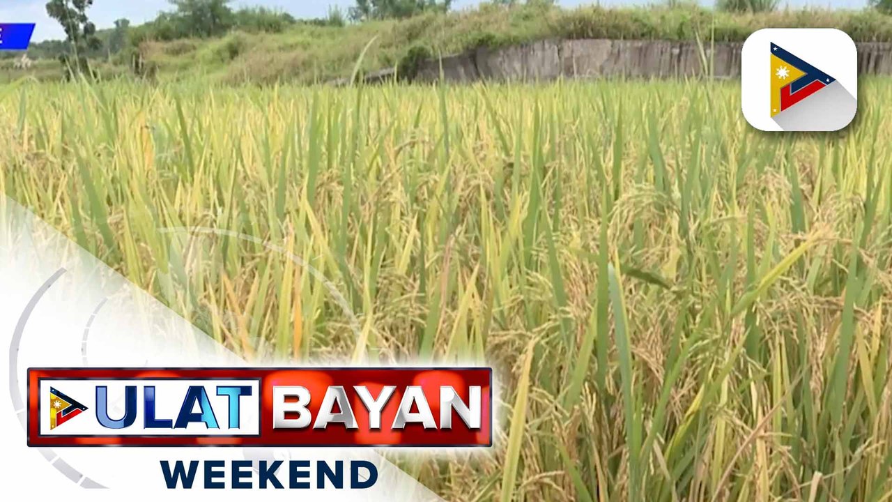 P82.5-M pondo para palakasin ang produksyon ng palay sa Iloilo, inaprubahan ng D.A.