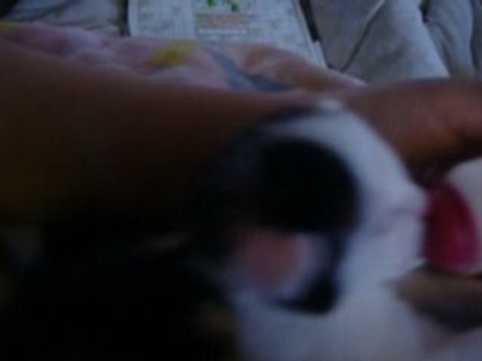 chaton