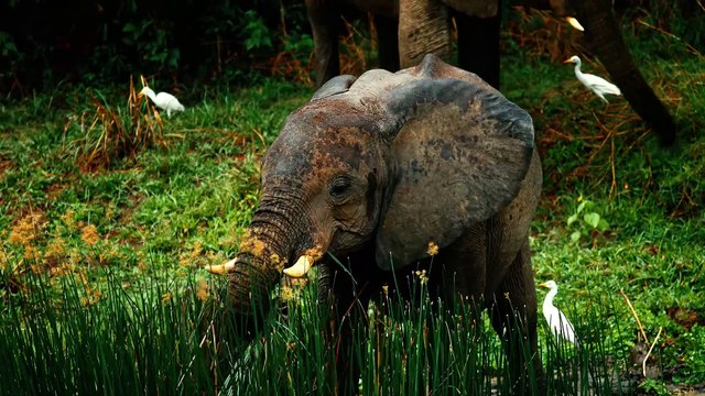 Wildlife OLED Demo HDR 8K Ultra HD Dolby Vision™ 60fps