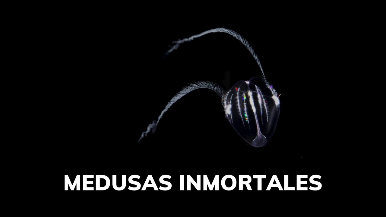 Medusas inmortales
