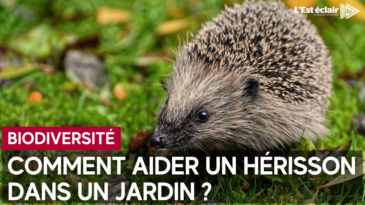 Comment aider un hérisson dans un jardin ?