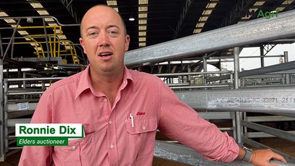 Day 2 of the Naracoorte Christmas calf sale