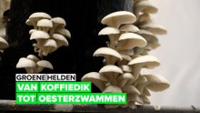 Groene helden: Van koffiedik tot oesterzwammen