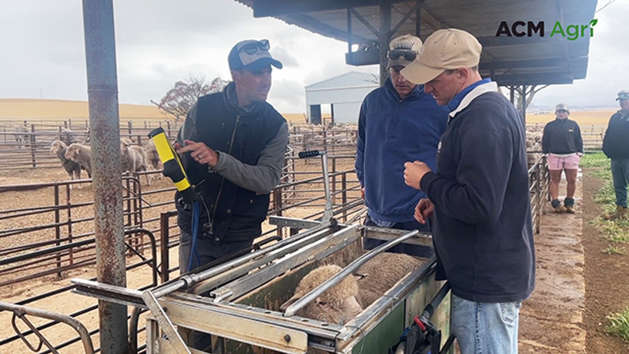Day in the life as a livestock classer with Josh Cousins