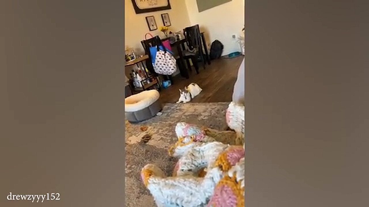 I have the weirdest CAT in the world 😊 Funny Cat Video 2024 #EnteritermentWorld #Funny