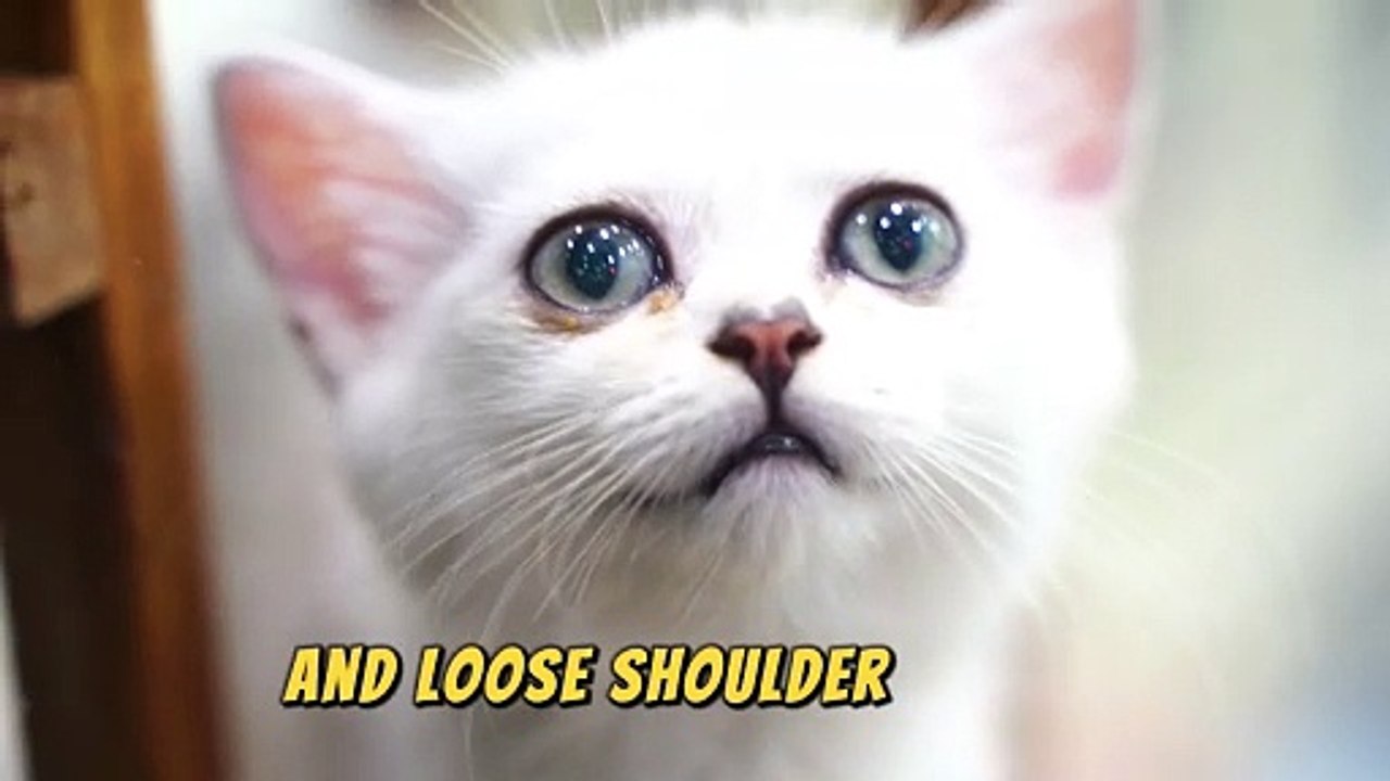 What are 7 facts about cats