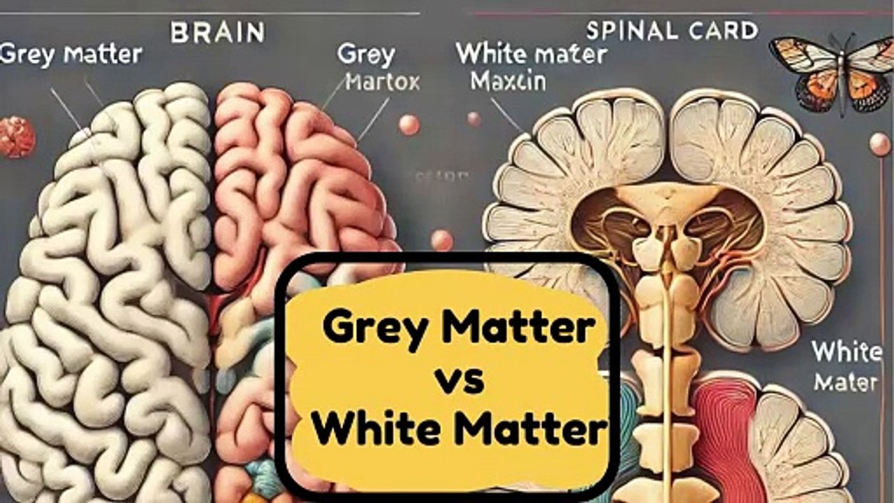 Grey Matter vs. White Matter: Structure, Function & Clinical Significance | Novice Medic