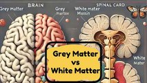 Grey Matter vs. White Matter: Structure, Function & Clinical Significance | Novice Medic