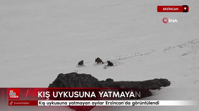 Erzincan'da ayılar kış uykusuna yatamadı