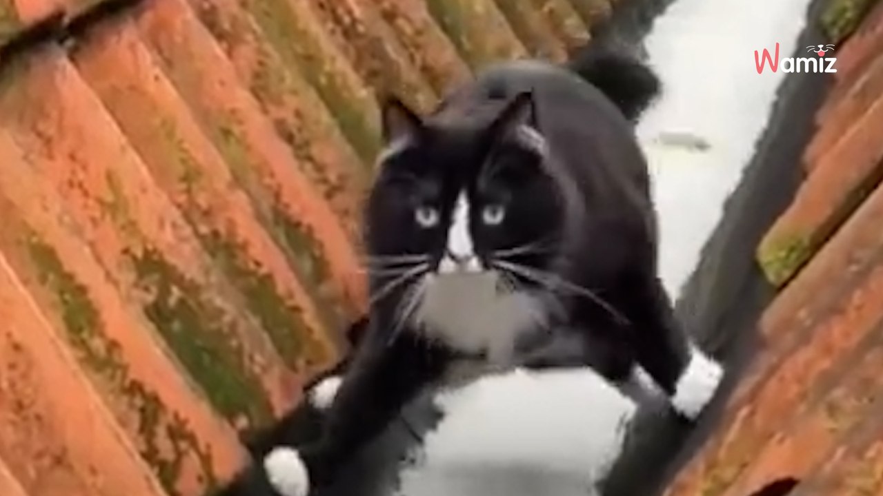 Un chat grelottant dans la neige fait rire 2,5 millions de personnes avec ses acrobaties (Vidéo)