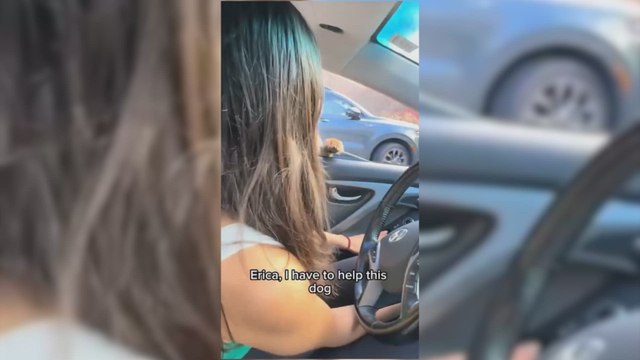 Encuentran un perro abandonado con un misterioso mensaje en la correa y su vida cambia para siempre