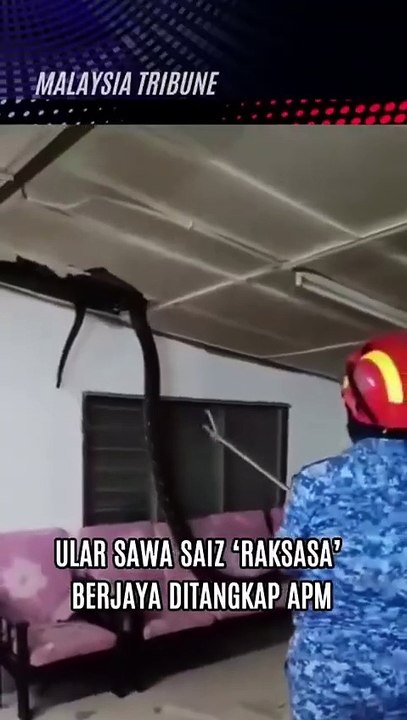 malásia cobra