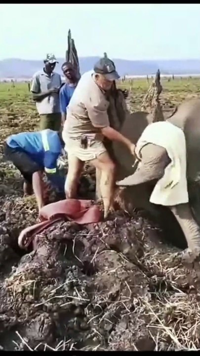This Elephant calf being rescued after getting stuck