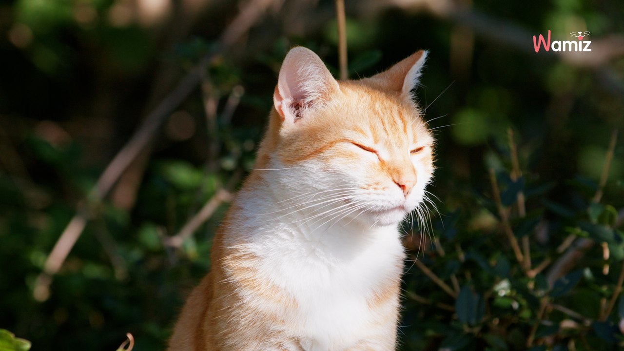 Après 60 ans de recherches, le secret des chats roux a enfin été découvert par les scientifiques