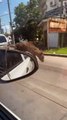Una rata desató el caos en el auto de una mujer que iba conduciendo