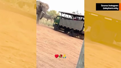 Raivostunut elefantti hyökkää turistien kuorma-autoon – Katso shokeeraava video 🐘