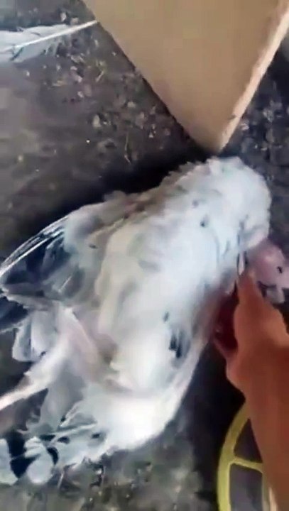 Drunk birds on fermented fruit