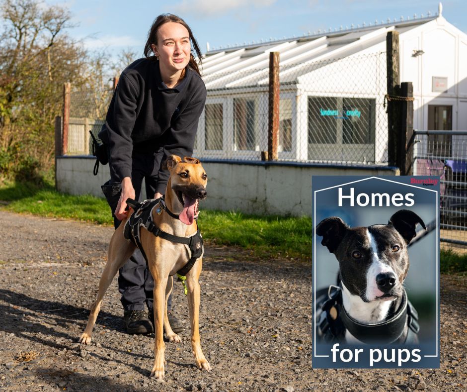 Bleakholt Animal Sanctuary: 30 precious pups that have the 'Aww