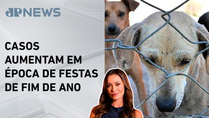 Campanha Dezembro Verde combate o abandono de animais; Patrícia Costa comenta