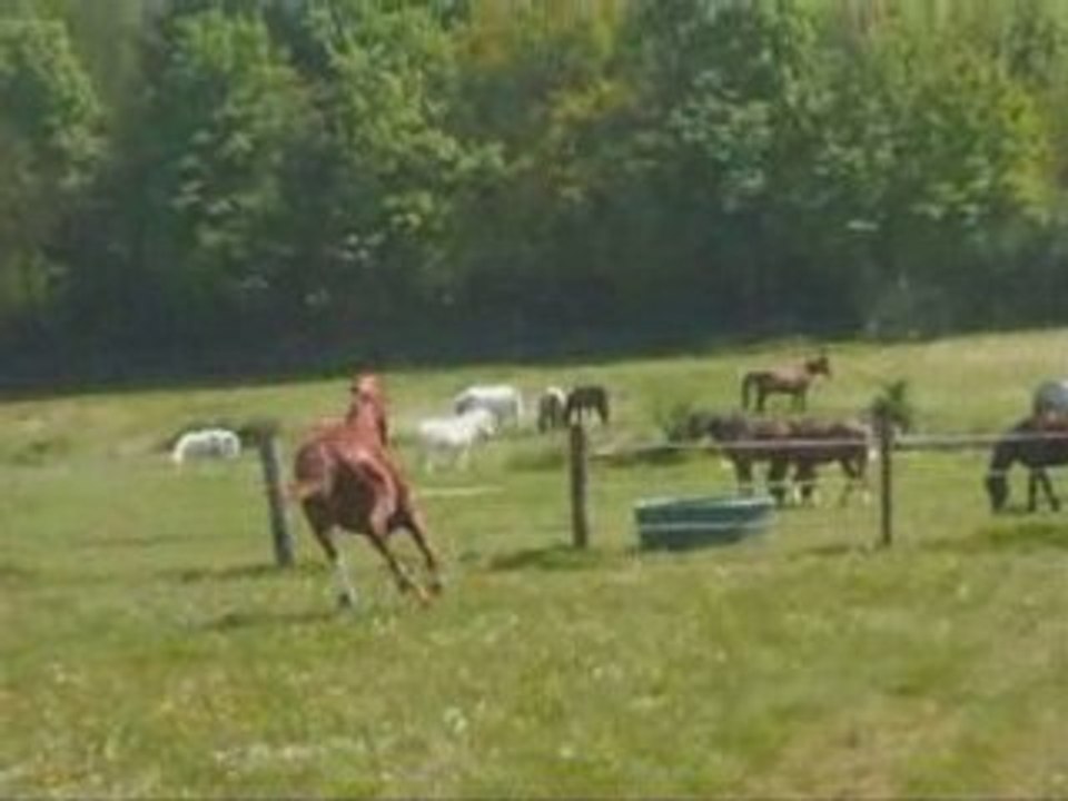 Ogan au paddock