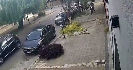 ¡No se lo esperaban! Dos perros frustraron el robo del auto de su dueño