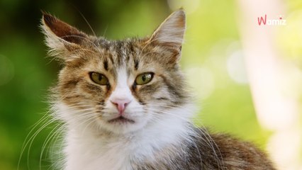 A family goes to recycle bottles: Inside the bin, a tiny creature cries for help