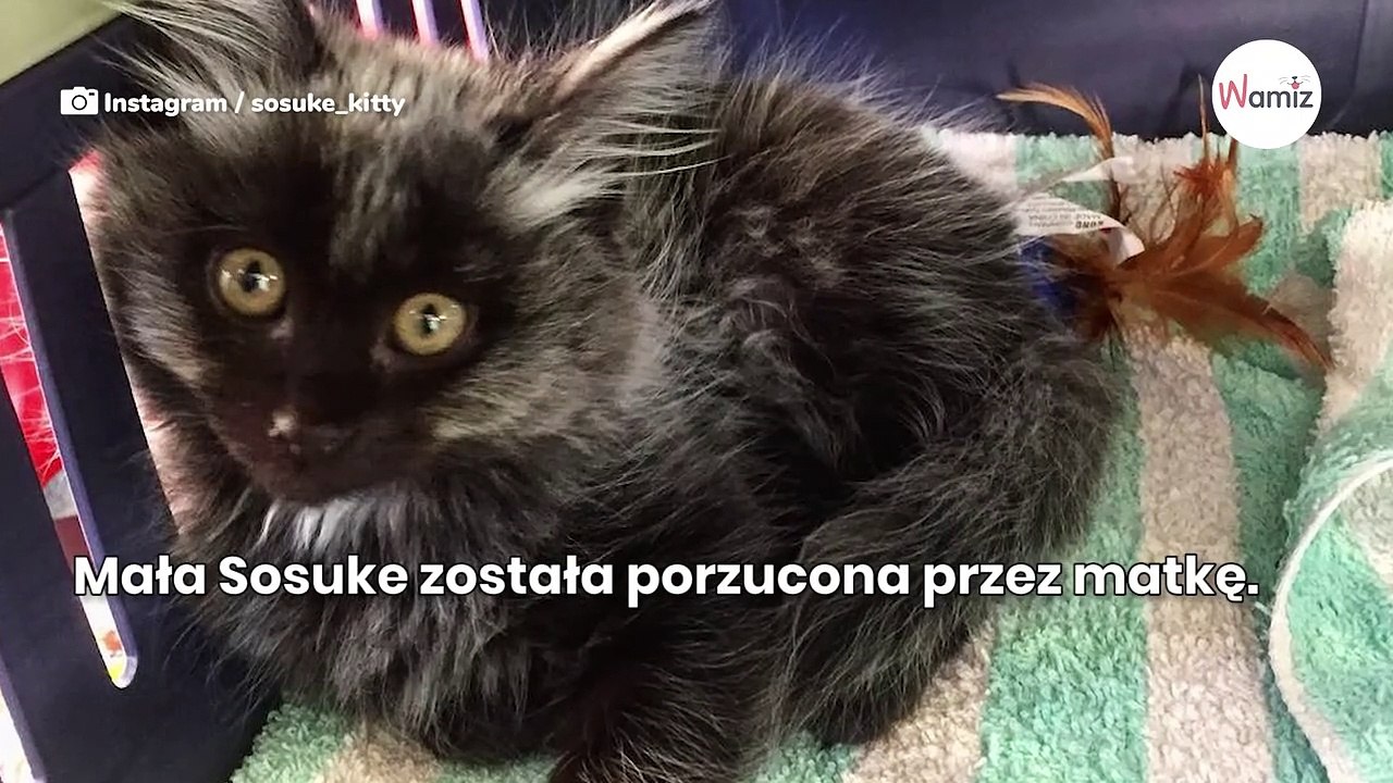 Kociak o popielatym futerku trafia do schroniska. Kilka tygodni później kompletnie zmienia kolor!