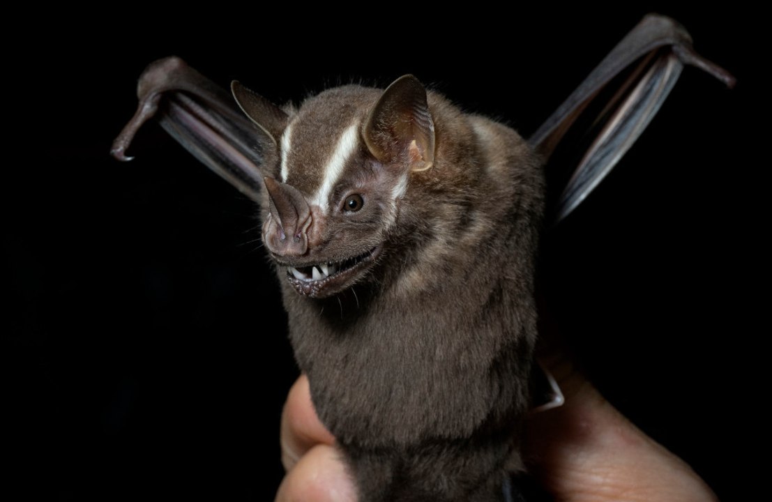 Humans should drink bat blood to survive long space journeys