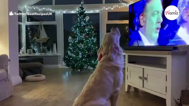 Schattige Golden Retriever zingt kerstlied mee: de beelden zijn extreem schattig (video)
